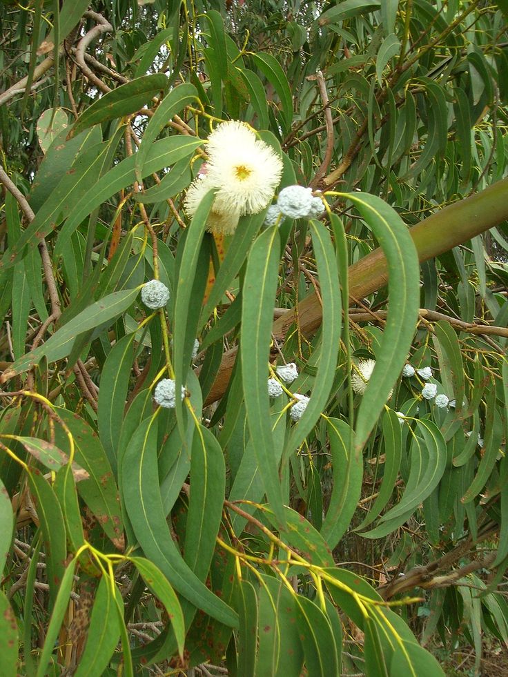 Eucalyptus Globulus