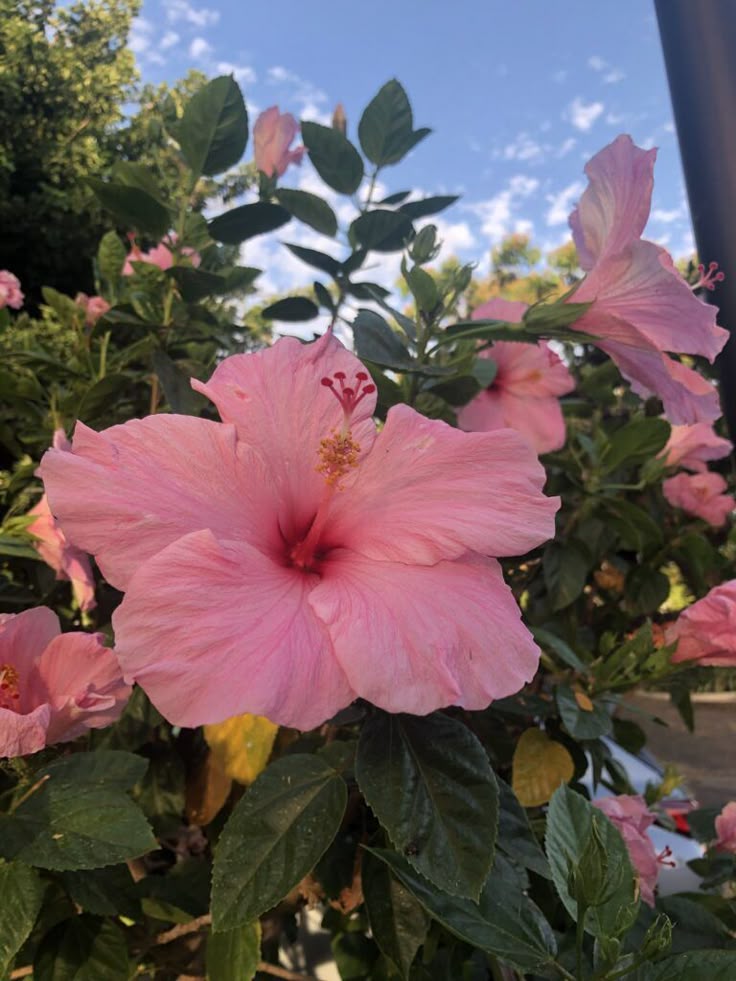 Hibiscus